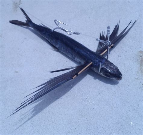 RIGGING: Flying fish for Bluefin Tuna .